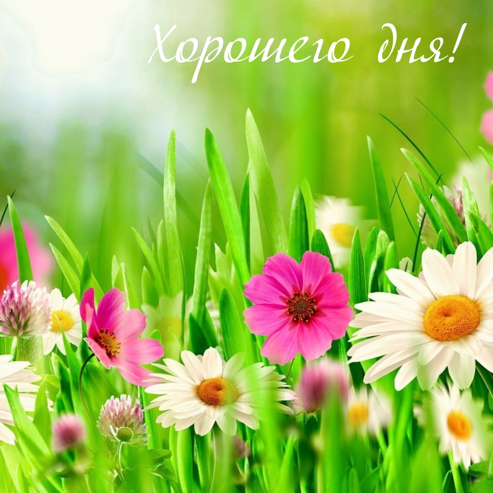 благодарю и вам хорошего дня картинки. Смотреть фото благодарю и вам хорошего дня картинки. Смотреть картинку благодарю и вам хорошего дня картинки. Картинка про благодарю и вам хорошего дня картинки. Фото благодарю и вам хорошего дня картинки