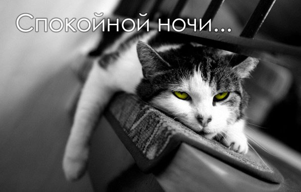 Открытки спокойной ночи сладких снов прикольные природа и птицы. images 755. Открытки спокойной ночи сладких снов прикольные природа и птицы фото. Открытки спокойной ночи сладких снов прикольные природа и птицы-images 755. картинка Открытки спокойной ночи сладких снов прикольные природа и птицы. картинка images 755. Отношения каждой влюбленной пары уникальны, но трепетные чувства имеют много общих «оттенков»: теплоту, нежность, заботу, внимание, чуткость. Мы делимся этими чувствами в течение дня с любимым мужчиной или преданной женщиной, направляя всю свою любовь дорогому лицу.