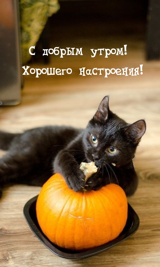 теплой осени и хорошего настроения. Смотреть фото теплой осени и хорошего настроения. Смотреть картинку теплой осени и хорошего настроения. Картинка про теплой осени и хорошего настроения. Фото теплой осени и хорошего настроения