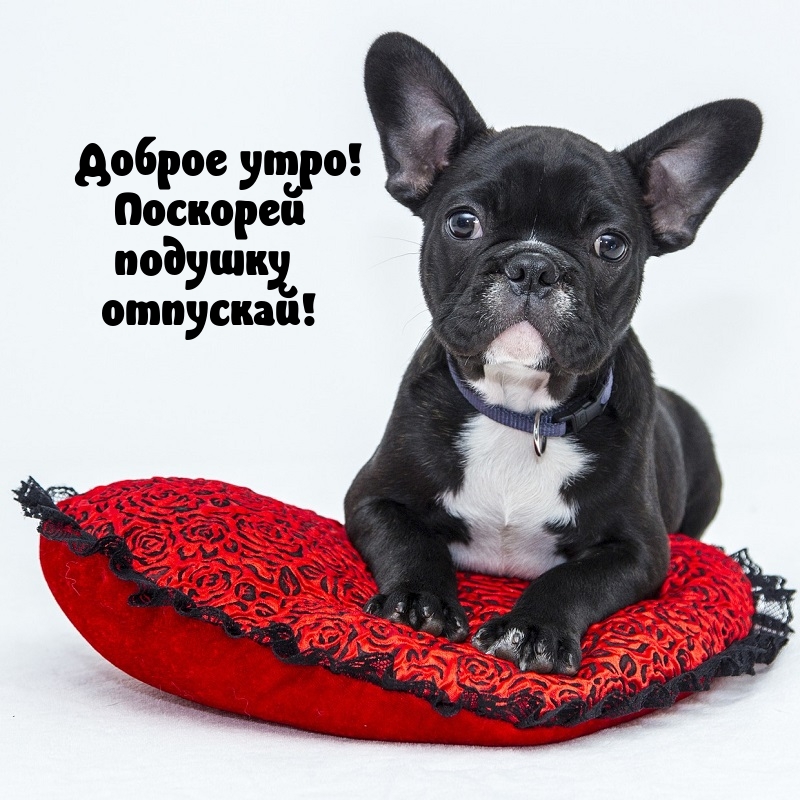 Доброе утро! Поскорей подушку отпускай!