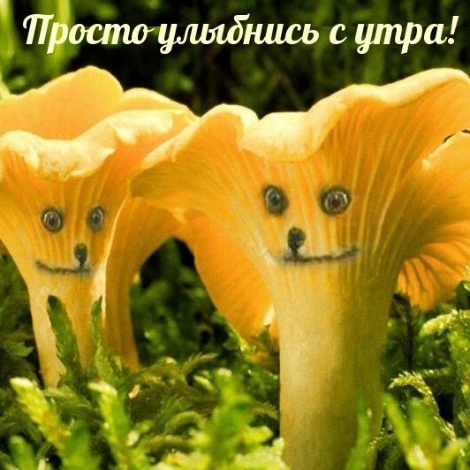 самого доброго утра и хорошего настроения на весь день пожелания с юмором. Смотреть фото самого доброго утра и хорошего настроения на весь день пожелания с юмором. Смотреть картинку самого доброго утра и хорошего настроения на весь день пожелания с юмором. Картинка про самого доброго утра и хорошего настроения на весь день пожелания с юмором. Фото самого доброго утра и хорошего настроения на весь день пожелания с юмором