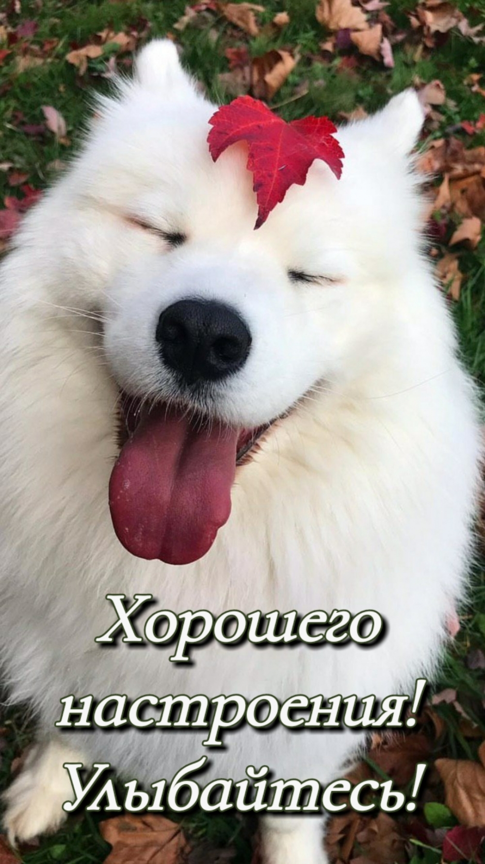 Как здоровье картинки прикольные смешные. photowords ru 9310. Как здоровье картинки прикольные смешные фото. Как здоровье картинки прикольные смешные-photowords ru 9310. картинка Как здоровье картинки прикольные смешные. картинка photowords ru 9310